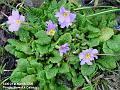 2006-0321primulas